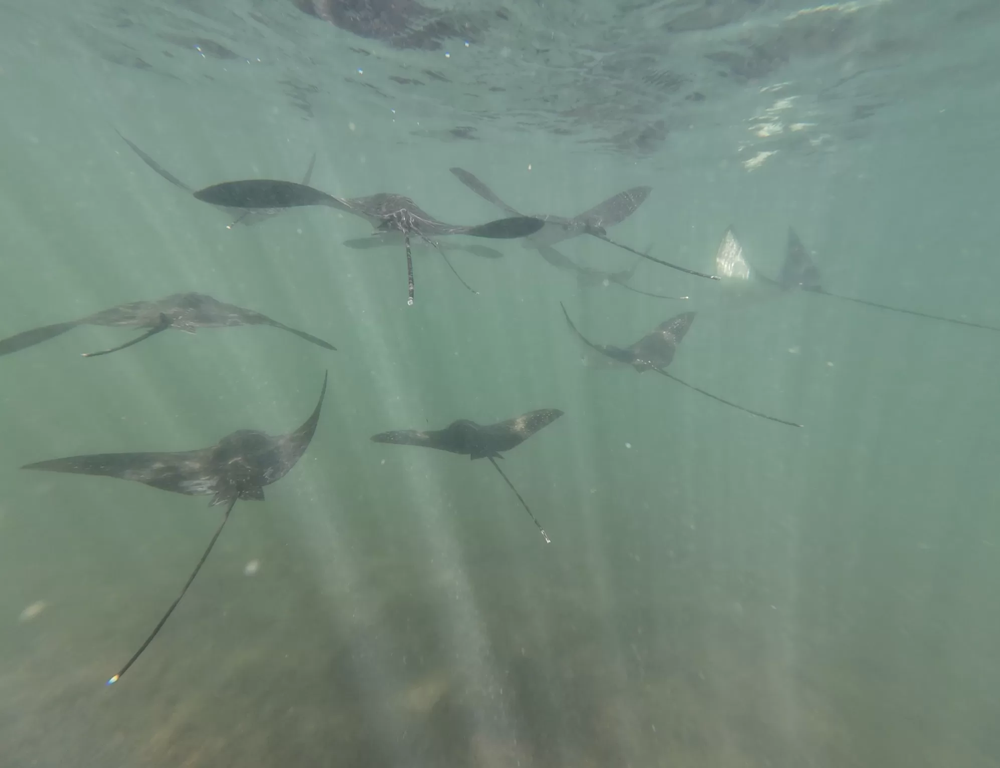School of baby eagle rays swimming together. 10 eagle rays are seen in this underwater shot.